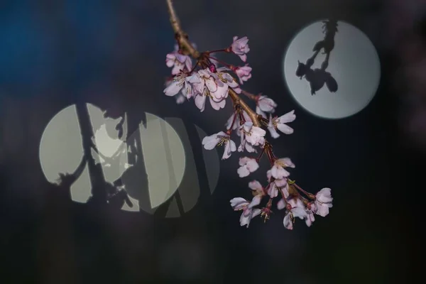 Tóquio Japão Abril 2022 Flores Cereja Chorando Silhueta Durante Noite — Fotografia de Stock