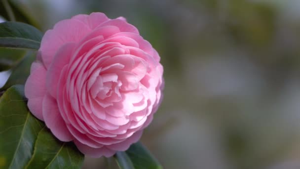 Tokio Japonia Kwietnia 2022 Zbliżenie Różowego Kwiatu Camellia Japonica — Wideo stockowe