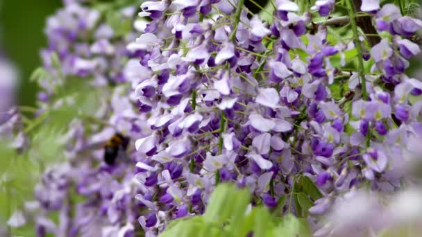 Tokio Japonia Kwietnia 2022 Zbliżenie Purpurowych Kwiatów Wisterii Pszczół Cieśli — Wideo stockowe