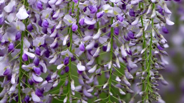 Tokyo Japan April 2022 Closeup Purple Wisteria Flowers — Stock Video