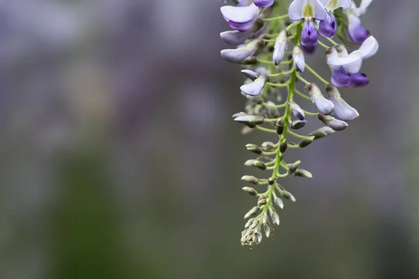 Tokyo, Japan - April 18, 2022: Closeup of purple wisteria flowers