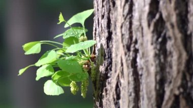 Tokyo, Japonya - 19 Nisan 2022: Ginkgo biloba erkek çiçekleri