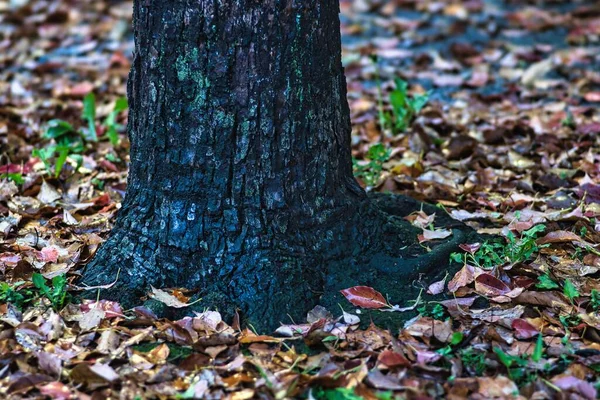 Tóquio Japão Abril 2022 Folhas Caídas Raiz Uma Árvore Chuva — Fotografia de Stock