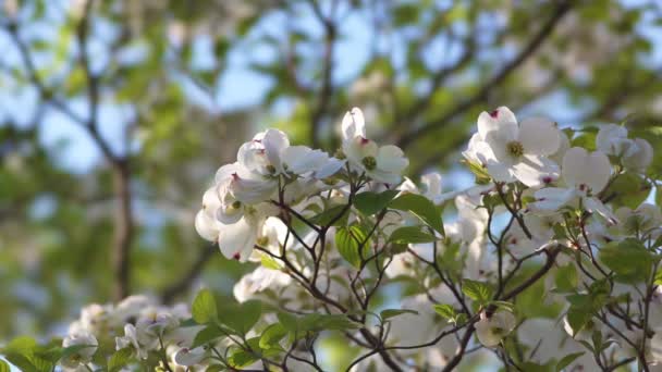 Tokyo Japon Avril 2022 Fleurs Cornouiller Fleuri Sous Ciel Bleu — Video