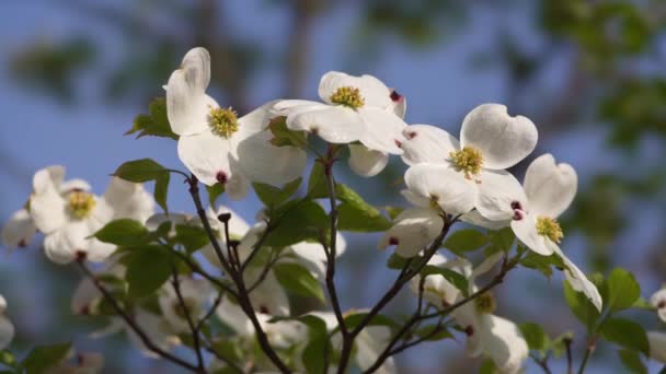 Tokyo Japan April 2022 Flowers Flowering Dogwood Blue Sky — ストック動画