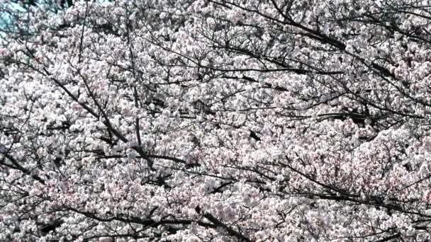 Tokio Japón Abril 2022 Flores Cerezo Sopladas Por Fuerte Viento — Vídeo de stock