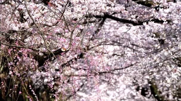 Tokyo Giappone Aprile 2022 Alberi Ciliegio Soffiati Dal Forte Vento — Video Stock