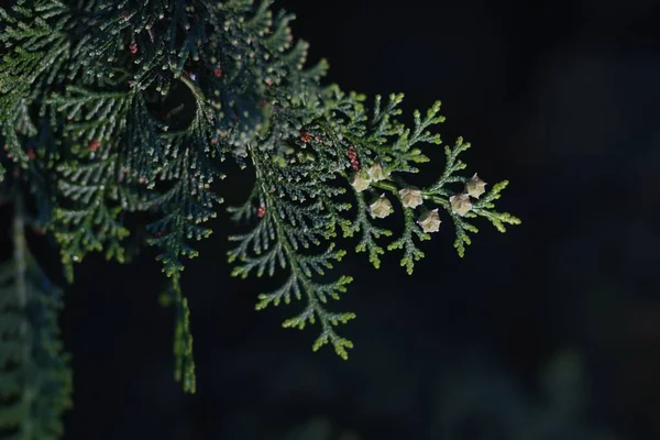 Tokio Japón Abril 2022 Conchas Nuez Ciprés Japonés Hinoki Chamaecyparis — Foto de Stock