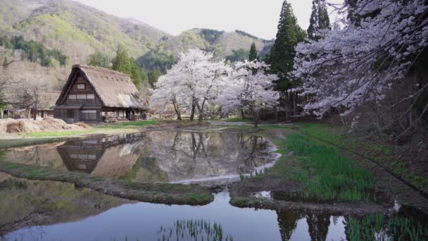 Hida Japan April 2022 Thatched Roof Gassho Zukuri House Cherry — 비디오