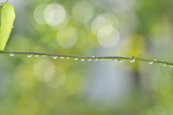 日本东京 2022年4月25日 草叶上的雨滴被升起的太阳照亮 — 图库照片
