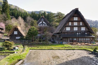 Hida, Japonya - 22 Nisan 2022 Thatched çatı veya gthe-zukuri ev ve kiraz çiçekleri tam çiçeklenme. 