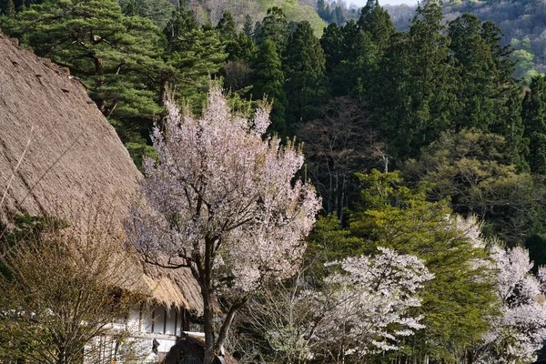 Hida Japan April 2022 Thatched Roof Gassho Zukuri House Cherry — ストック写真