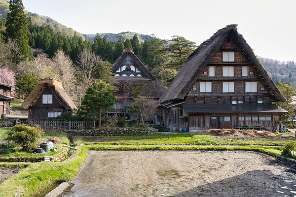 Hida, Japonya - 22 Nisan 2022 Thatched çatı veya gthe-zukuri ev ve kiraz çiçekleri tam çiçeklenme. 