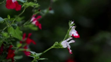 Tokyo, Japonya - 2 Mayıs 2022: Salvia microphylla ya da Cherry sage ya da Baby sage ya da Grahams adaçayı