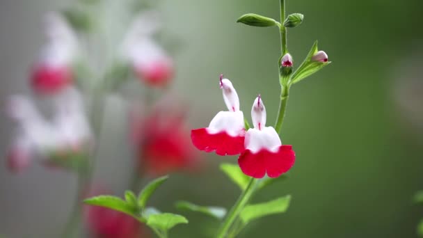 日本东京 2022年5月2日 关闭Salvia Microphylla或Cherry Sage或Baby Sage或Grahams Sage — 图库视频影像