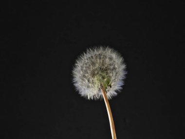 Tokyo, Japonya - 3 Mayıs 2022: Siyah arkaplanda paraşüt topunun kapanışı