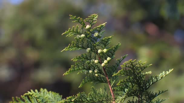 Tokyo Japan May 2022 Shells Nut Japanese Cypress Hinoki Chamaecyparis — Wideo stockowe