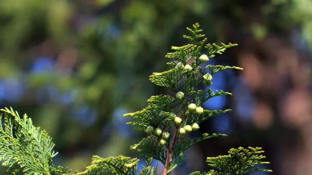 Tokyo Japan May 2022 Shells Nut Japanese Cypress Hinoki Chamaecyparis — Wideo stockowe