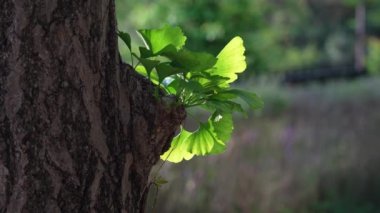 Tokyo, Japonya - 8 Mayıs 2022: Ginkgo biloba yaprakları sabah güneşiyle aydınlandı