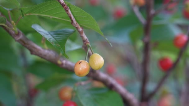 Tokyo Japan May 2022 Colorful Young Fruits Taiwan Cherry Formosan — Stock Video