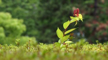 Tokyo, Japan - May 9, 2022: Shoot of azalea illuminated by the morning sun