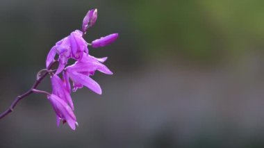 Tokyo, Japonya - 10 Mayıs 2022: Tokyo, Japonya 'da baharda Vazo orkidesinin kapanışı