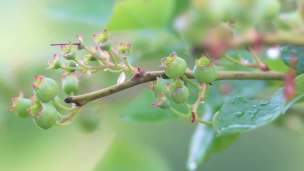 Tokyo Japan May 2022 Closeup Premature Blueberry Fruits — Vídeo de stock