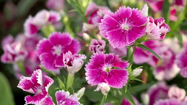 Tokyo Japan May 2022 Closeup Dianthus Flowers Morning — стоковое видео