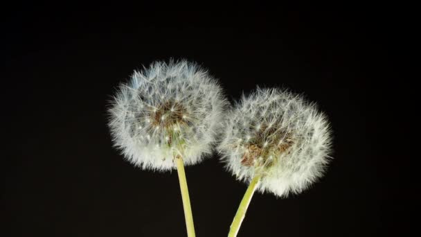 Tokyo Japan May 2022 Closeup Parachute Ball Dandelion Black Background — Stock video