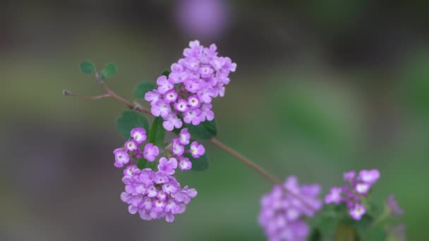 Τόκιο Ιαπωνία Μαΐου 2022 Κλείσιμο Των Λουλουδιών Lantana Camara Την — Αρχείο Βίντεο