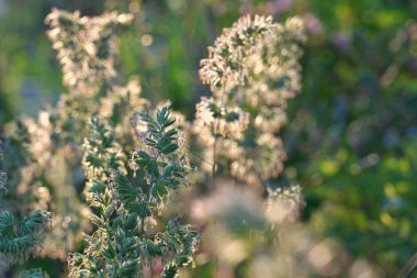 Tokyo, Japonya - 18 Mayıs 2022: Dactylis sabah güneşiyle aydınlandı