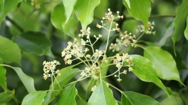 Tokyo, Japonya - 20 Mayıs 2022: Tarçın kafora, amfor ağacı veya kafur ağacı veya kafur defne