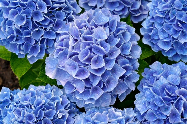 Tokyo Japan Maj 2022 Närbild Blå Hortensia Efter Regnet — Stockfoto