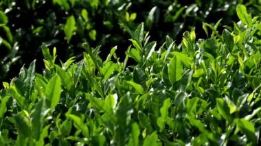 Shizuoka, Japonya - 22 Mayıs 2022: Shizuoka, Japonya 'da çay tarlası