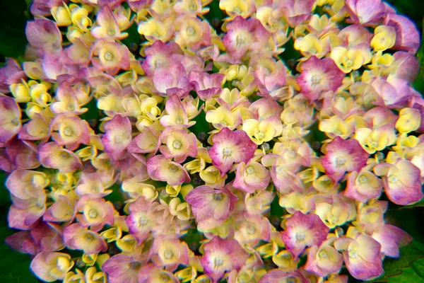 Tóquio Japão Junho 2022 Vista Caleidoscópica Das Flores Hortênsia — Fotografia de Stock