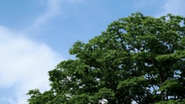 Tokyo, Japonya - 4 Haziran 2022: Zelkova serrata veya Japon zelkova veya Japon karaağacı veya mavi gökyüzü arka planındaki keyaki