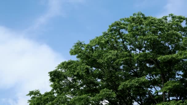 Tokio Japan Juni 2022 Zelkova Serrata Japanse Zelkova Japanse Iep — Stockvideo