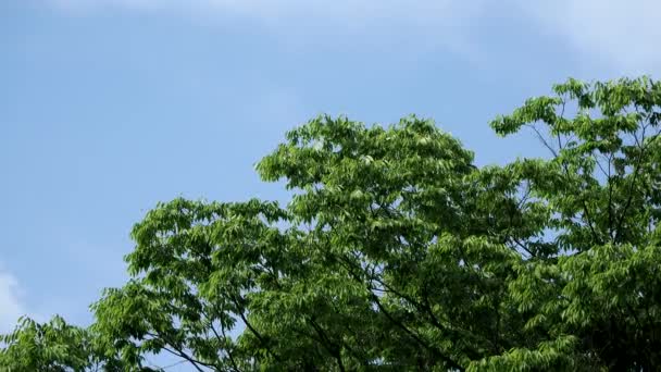 Tokio Japan Juni 2022 Zelkova Serrata Japanse Zelkova Japanse Iep — Stockvideo