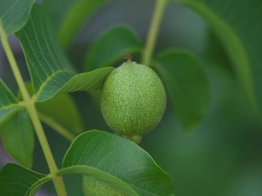 Tokyo, Japonya - 25 Mayıs 2022: Genç Juglans fındıkları ya da Japon cevizi ya da Onigurumi ağaçta