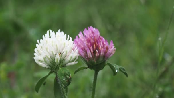 Tokyo Japan June 2022 Closeup White Clover Flower Red Clover — Stock Video