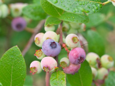 Tokyo, Japonya - 9 Haziran 2022: Yağmurda erken renklendirilmiş yabanmersini meyveleri