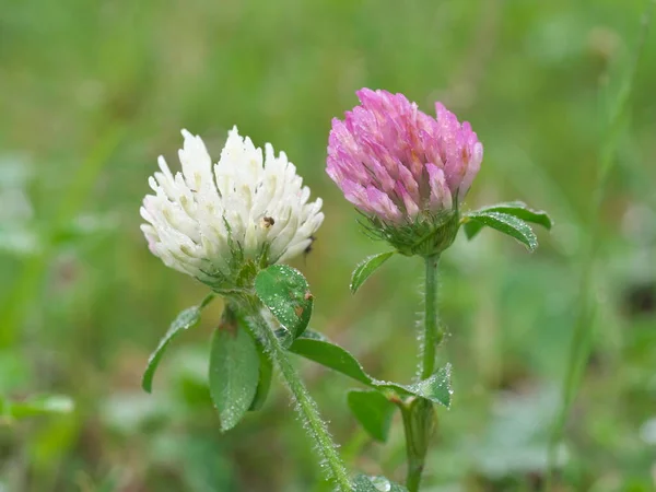 Tóquio Japão Junho 2022 Fechar Flor Trevo Branco Flor Trevo — Fotografia de Stock