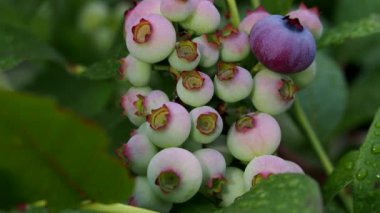 Tokyo, Japonya - 10 Haziran 2022: Yağmurda erken renklendirilmiş yabanmersini meyveleri