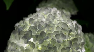 Tokyo, Japonya - 10 Haziran 2022: Bir bahçede aydınlatılmış Annabelle çiçeğinin kapatılması