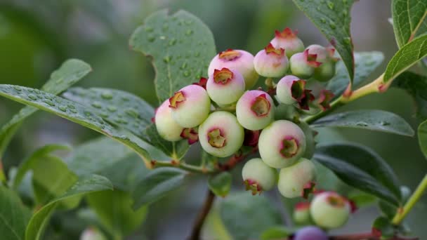 Tóquio Japão Junho 2022 Encerramento Frutas Mirtilo Coloridas Prematuras Chuva — Vídeo de Stock