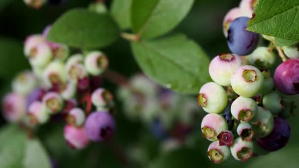 Tokyo Jepang Juni 2022 Penutupan Buah Blueberry Yang Berwarna Warni — Stok Video