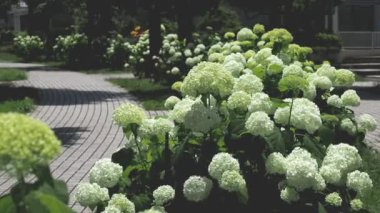 Tokyo, Japonya - 12 Haziran 2022: Tama City, Tokyo 'daki alışveriş merkezi boyunca Annabelle tamamen çiçek açtı