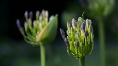 Tokyo, Japonya - 16 Haziran 2022: Agapanthus veya Nil Zambağı veya Afrika Zambağı