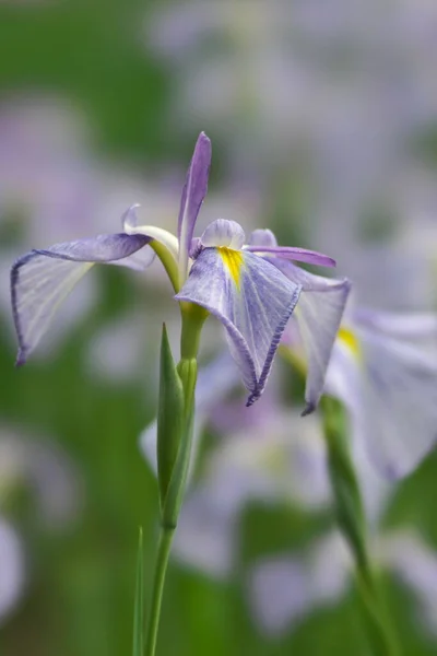 Tóquio Japão Junho 2022 Iris Ensata Hanashobu Nome Planta Ononokomachi — Fotografia de Stock
