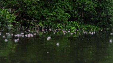 Okinawa, Japonya - 2 Temmuz 2022: Barringtonia racemosa veya Sagaribana çiçekleri veya Iriomote Adası, Japonya 'da Maira nehrinde yüzen sıradan putat veya pudra pudralı ağaç 